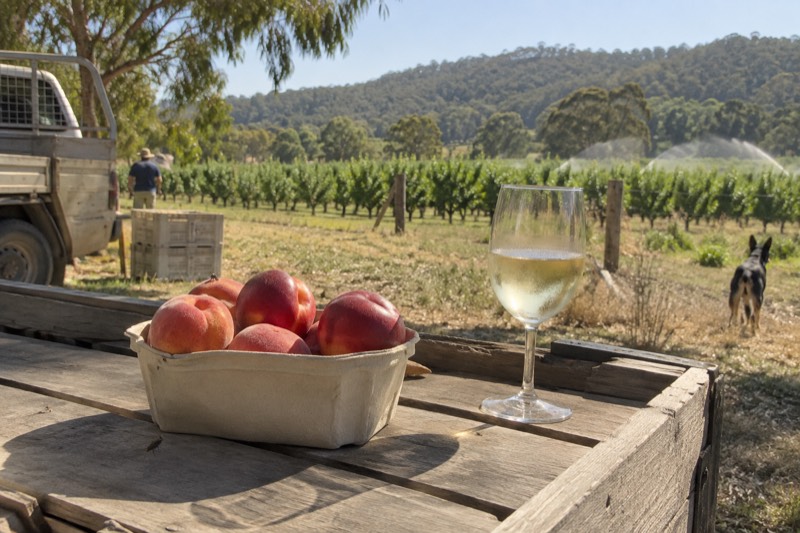 How to Plan a Winery Day Trip in Victoria Without Rushing Between Stops 